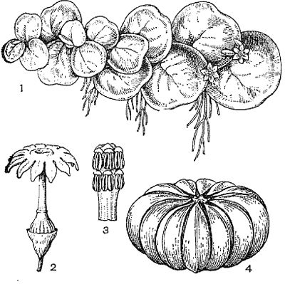 HURA BRASILENSIS.jpg